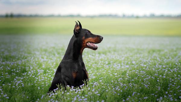 Хронический гепатит у собак изучат специалисты из Утрехта