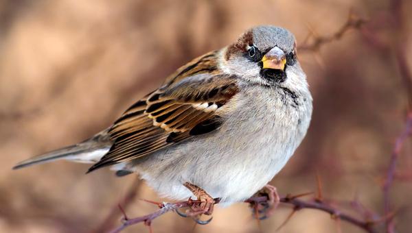 Пестициды стали причиной исчезновения садовых птиц