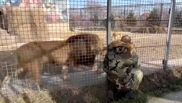 Парк львов «Тайган» принял животных из Донецка и Мариуполя