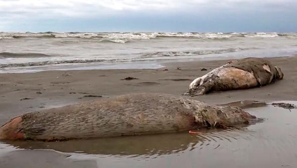 Грипп птиц не обнаружен у тюленей, погибших на Каспии