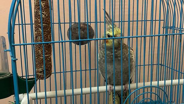 Из зоомагазина в Смоленской области украли попугая