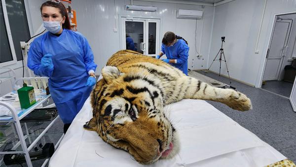 Ветеринарную помощь получил тигр в Приморье