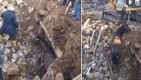 Из-под завалов спасли турецкую лошадь и кота