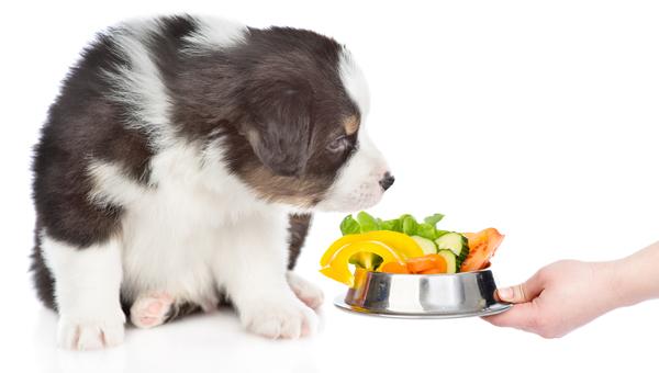 Веганские корма для собак влияют на показатели холестерина