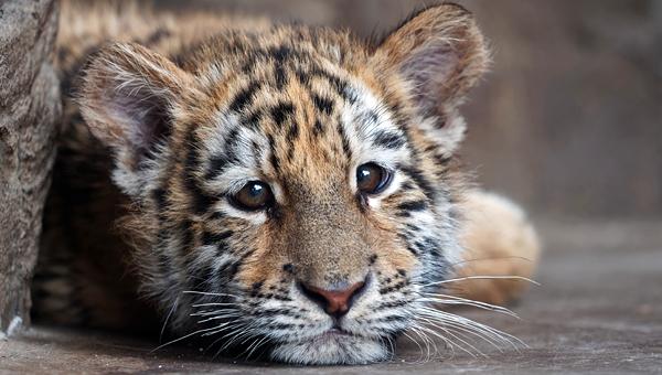 В Хабаровском крае спасли тигрёнка