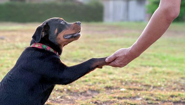 В России могут ввести новые правила для владельцев собак