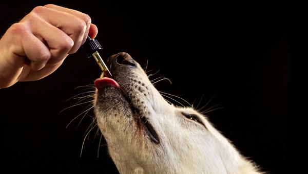 Каннабидиол доказал свою эффективность в снижении стресса у собак