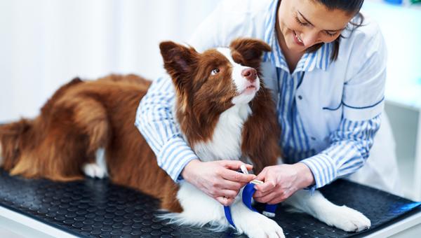 Тест для ранней диагностики рака у собак выпустили в США