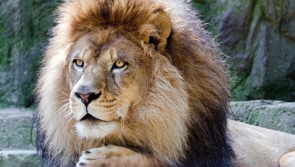 SARS-CoV-2: лев в зоопарке заразил своих киперов