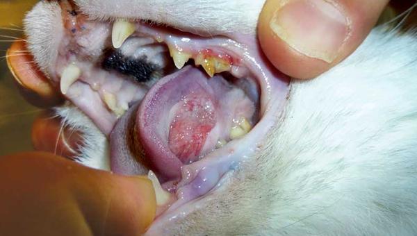 Учёные изучают новое лечение рака полости рта у кошек