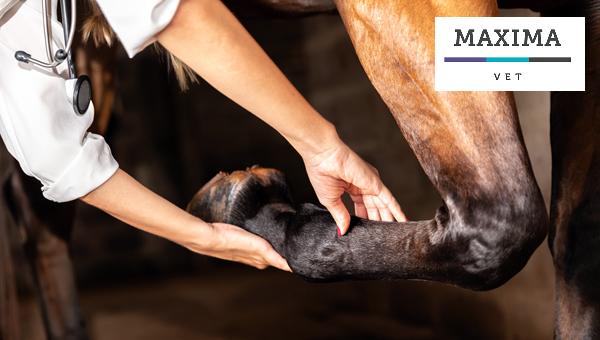 Maxima-Vet проводит онлайн-курс по анестезиологии лошадей