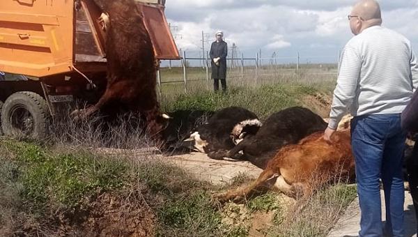 Массовая гибель коров произошла под Волгоградом