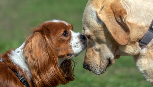 Ветврач призвала не разводить собак жестокими методами