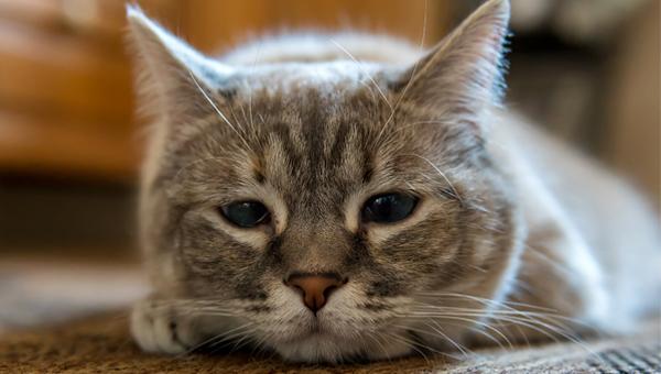 Инфекционный перитонит уносит жизни кошек на Кипре