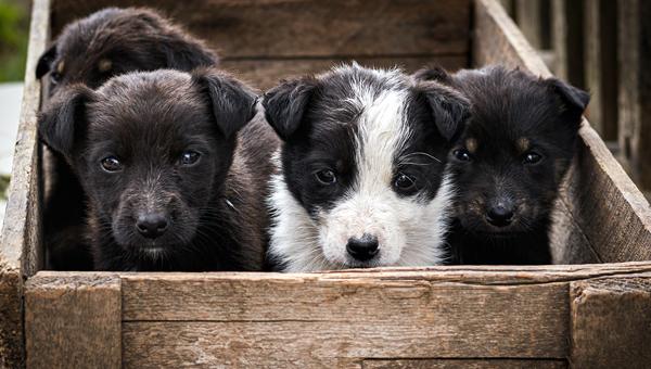 Зоозащитники выступают за стерилизацию домашних животныхck