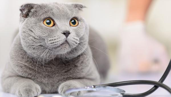 кошки с хронической энтеропатией