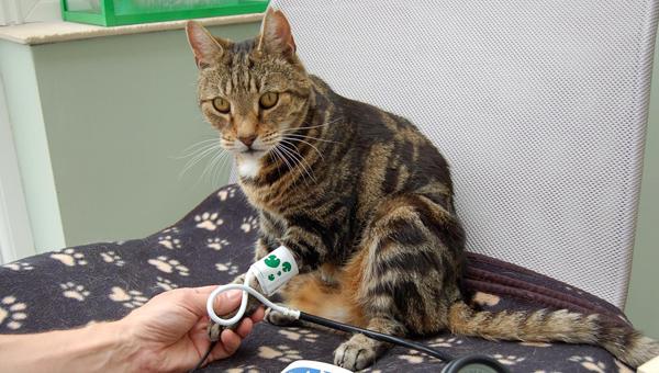 Фармкомпания Ceva Animal Health будет информировать владельцев о гипертонии у кошек