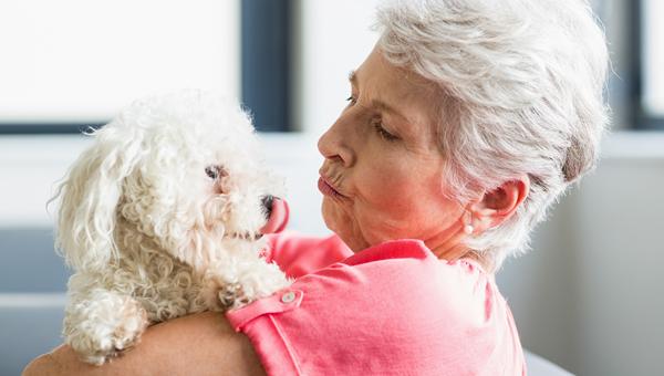 Ветврачи: деменция у собак схожа с Альцгеймером у людей