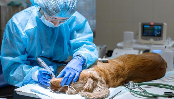 Объём оказанных платных ветеринарных услуг стал больше