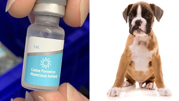 Минсельхоз США одобрил ветпрепарат для лечения парвовируса у собак