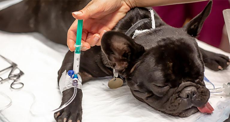 Анестезиологический подход в хирургии мягких тканей у собак с миксоматозной дегенерацией АВК - заход