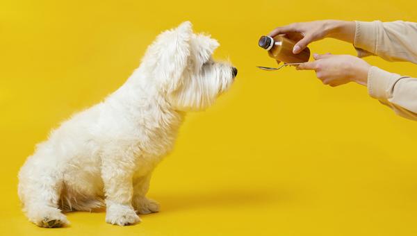 Кормовые добавки из конопли не вредят собакам