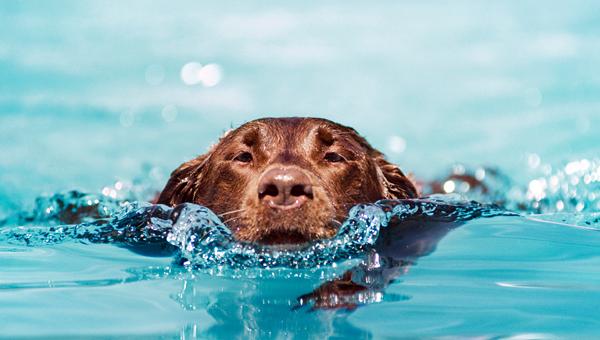 Фестиваль водных видов спорта с собаками