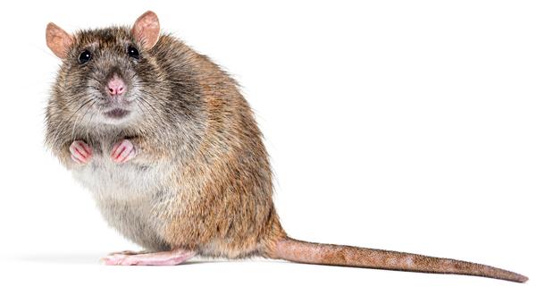 Исследование выявило феромон, снижающий страх у крыс