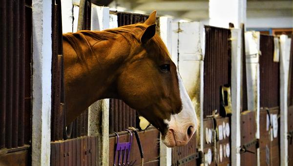 Разработаны новые ветеринарные правила содержания лошадей