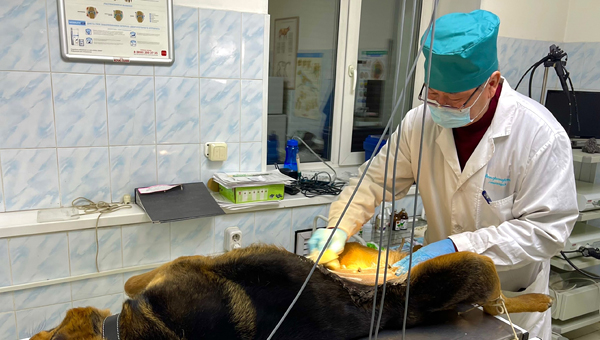 Льготную стерилизацию проведут в Улан-Удэ