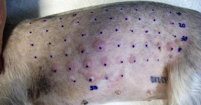 Блошиный аллергический дерматит кошек | Сеть ветеринарных клиник «Ветус»