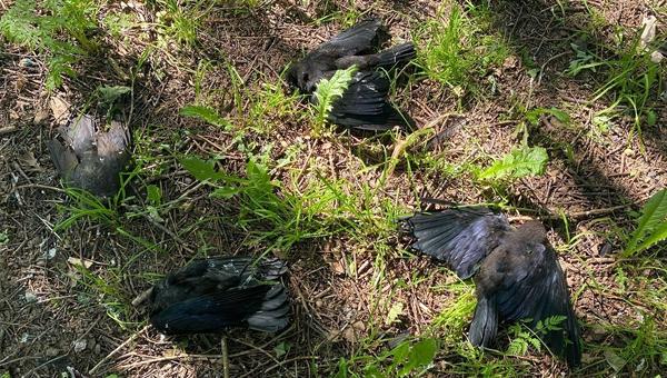 Массовую гибель птиц под Вологдой расследуют специалисты
