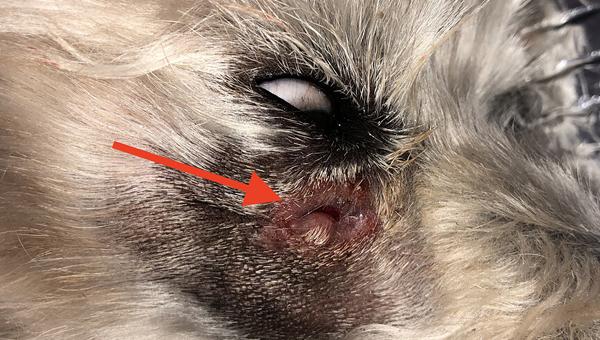Поражения кожи могут быть связаны с заболеванием зубов у собак