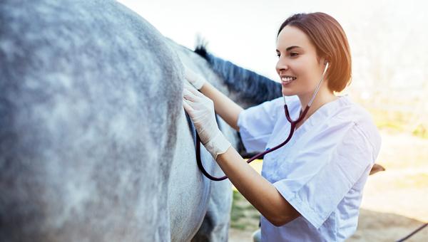 Наиболее частые болезни лошадей назвали в Великобритании