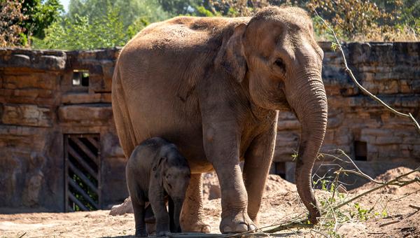 Для улучшения жизни слонов в зоопарках создают приложение