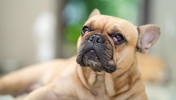 Исследование показало, какая порода собак популярна
