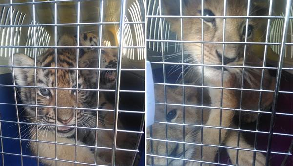 Контрабандных львят и тигрят изъяли на границе с Казахстаном
