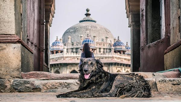 Опасную грибковую инфекцию выявили у индийских собак