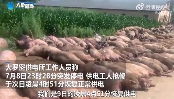Массовая гибель свиней произошла на ферме в Китае