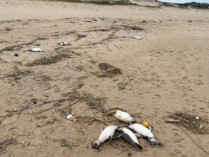 В Уругвае выясняются причины массовой гибели пингвинов