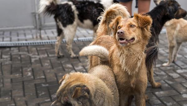 Против эвтаназии бездомных собак выступили в Госдуме