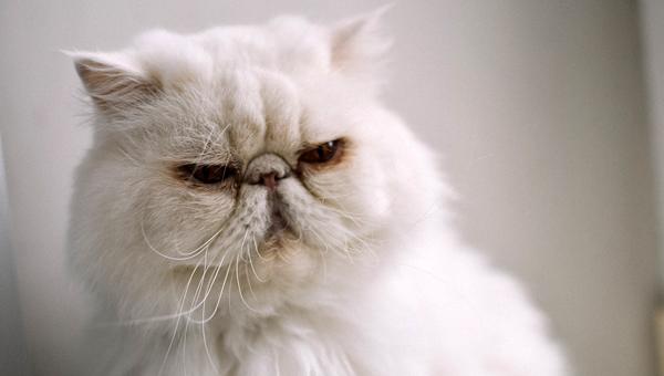 Нидерландскому заводчику запретили разведение кошек