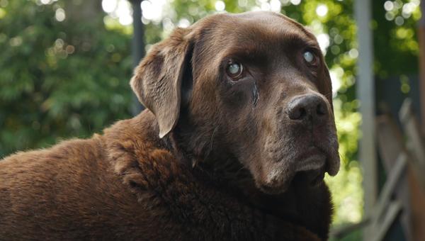Проект по изучению глаукомы у собак получит поддержку