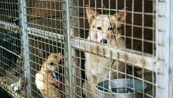 В Якутии вновь найден очаг бруцеллёза собак