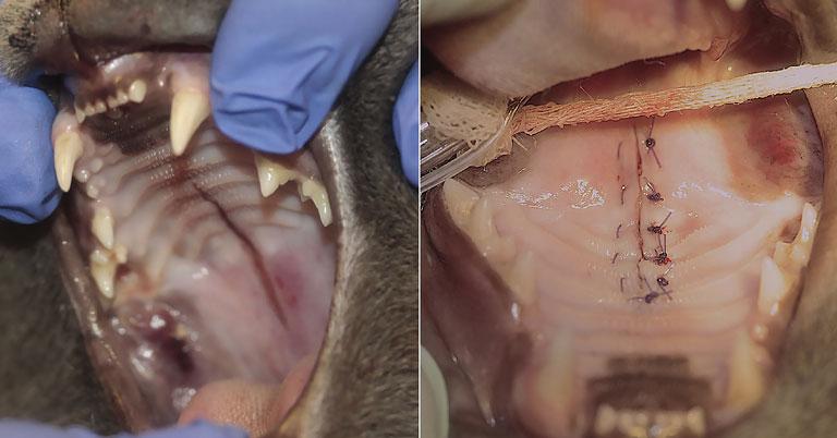 Смена зубов у котят: когда выпадают молочные зубы - Purina ONE®