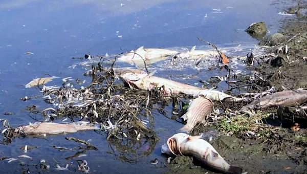 Дело о массовой гибели рыбы под Калугой слушается в суде