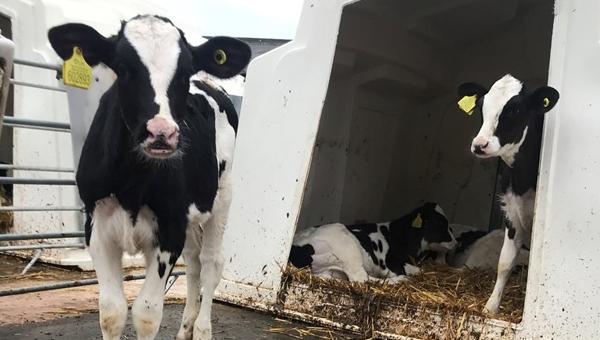 Мастит у коров: в Британии выявлять болезнь поможет ИИ