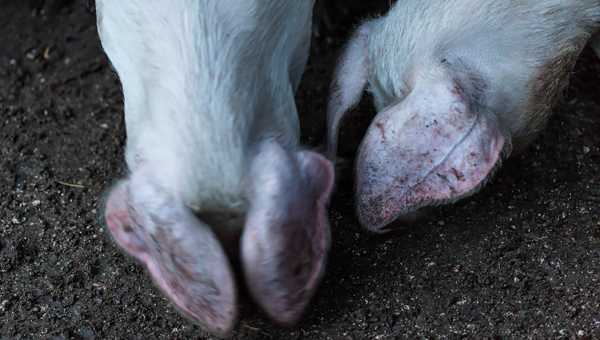 В Германии ветврачи выясняют причину смерти 700 свиней