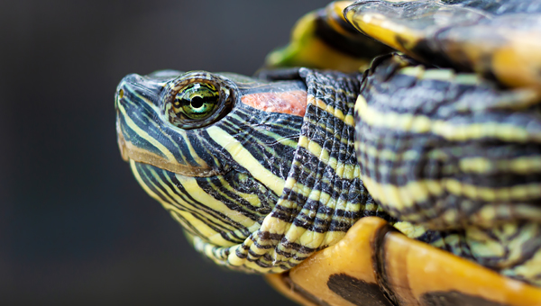 В США домашние черепахи стали причиной очага сальмонеллёза