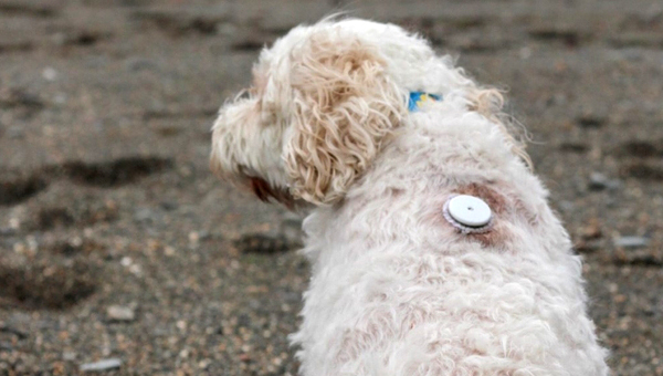 Собаке с диабетом установили датчик мониторинга уровня глюкозы